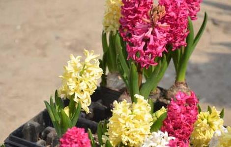 风信子种植时间 风信子种植时间?什么时候开花?