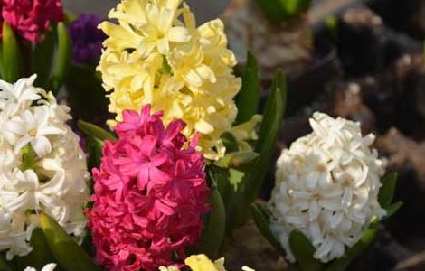 风信子的开花时间（风信子的开花时间是几点）