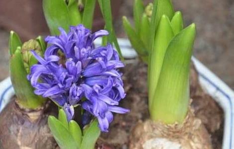 风信子种球怎么种 新买的风信子种球怎么种