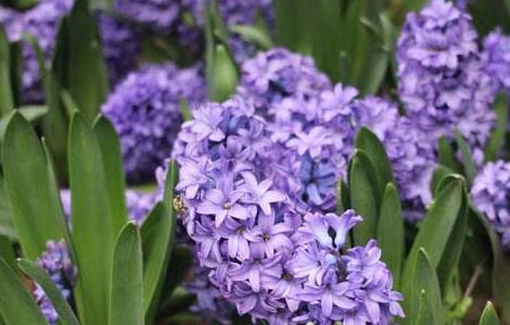 风信子的繁殖方法（风信子的养殖方法水培冬天）