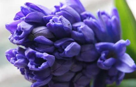 水培风信子的养殖方法（水培风信子的养殖方法与注意事项）