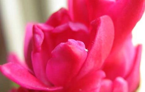 水培风信子的养殖方法