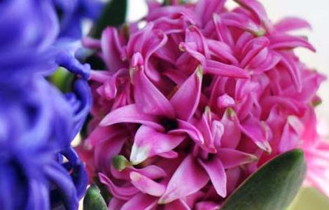 水培风信子的养殖方法