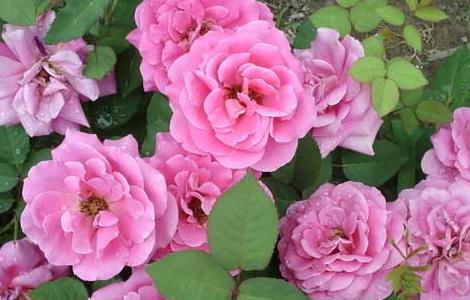 盆栽月季花怎么养（盆栽月季花的养殖方法）