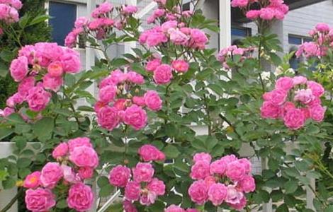 月季花什么时候开花（月季花什么时候开花季节）