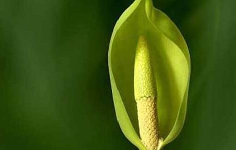 滴水观音的作用有哪些 滴水观音好处和坏处