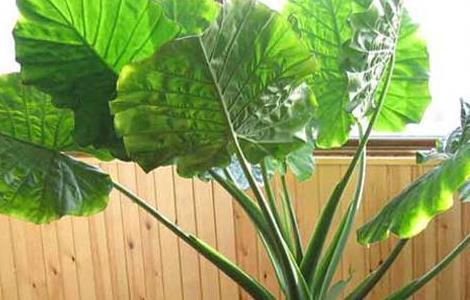 水培滴水观音的养殖方法（滴水观音水栽培怎么养）