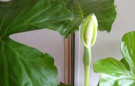 滴水观音烂根怎么办（滴水观音烂根怎么办）