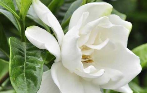 栀子花的繁殖方法（栀子花扦插时间和方法）