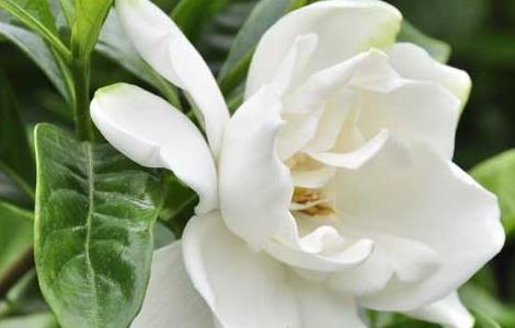 栀子花的水培方法（栀子花的水培方法和注意事项南方）