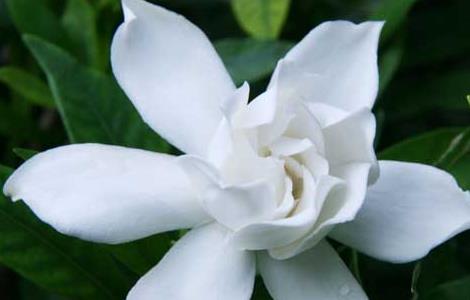 栀子花什么时候开 栀子花叶子发黄干枯掉叶子怎么办