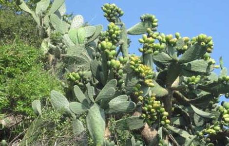 仙人掌开花吗（仙人掌开花是什么兆头寓意）