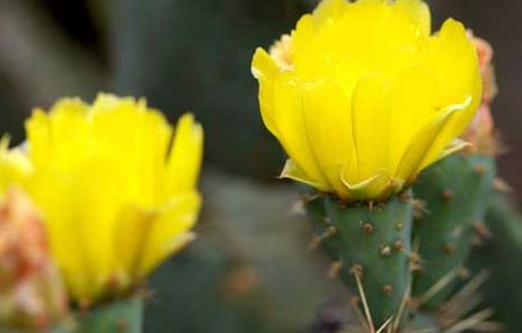 仙人掌的繁殖方法 仙人掌的繁殖方法视频