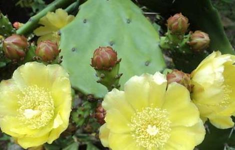 仙人掌的花语和传说 仙人掌的花语和传说是什么