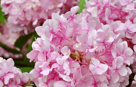 绣球花的家庭养殖方法（绣球花的家庭养殖方法图片）