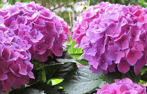绣球花的扦插方法（绣球花的修剪方法图解）