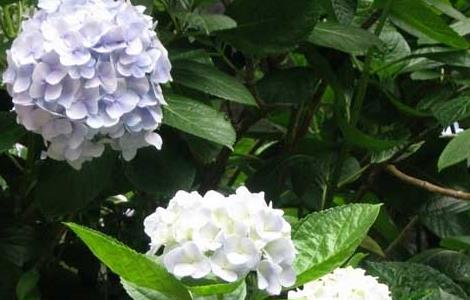 绣球花的修剪方法 绣球花的修剪方法和注意事项