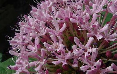 绣球花的养殖作用（绣球花的养殖作用与功效）