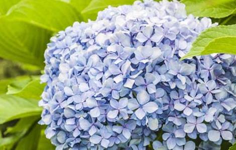 绣球花为什么不开花（绣球几月份开花?）