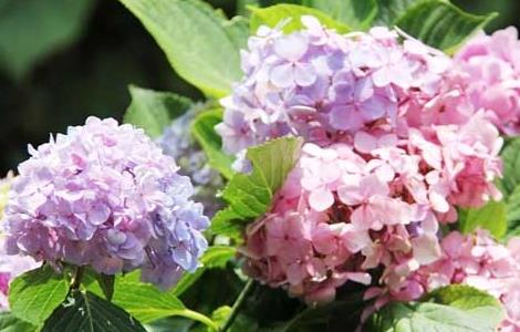 绣球花怎么养(冬天的绣球花怎么养)