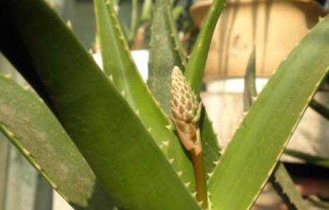 芦荟开花好不好 芦荟开花好不好风水