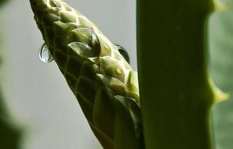 芦荟开花好不好