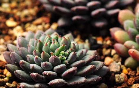 多肉植物什么时候浇水(多肉植物怎么栽种)