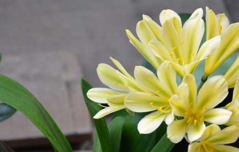 君子兰的繁殖方法 君子兰的种植方法和技巧