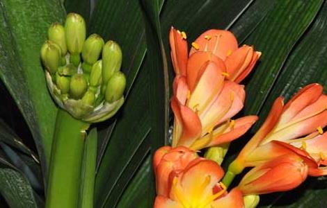 君子兰水培养殖方法 水培君子兰的养殖方法