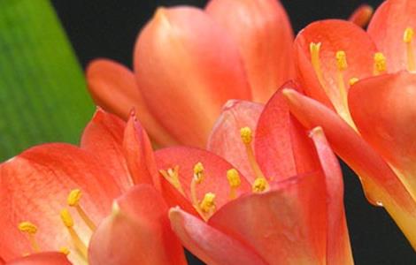 君子兰长斑和发黄怎么办 君子兰起黄斑怎么办