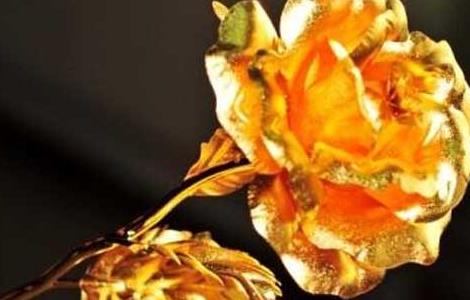 金玫瑰花语是什么（玫瑰金的花语）