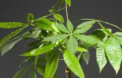 发财树的繁殖方法 发财树的繁殖方法与栽培技术