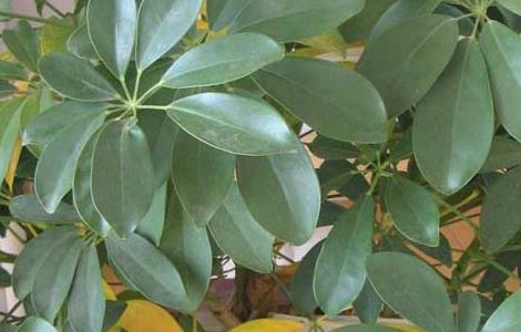 如何给发财树施肥 怎么给发财树施肥