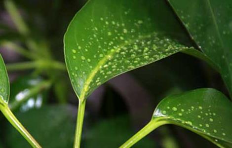 发财树的浇水方法 室内发财树多久浇一次水