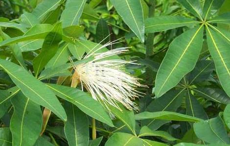 如何才能养好发财树(如何才能养好发财树盆栽)