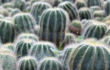 仙人球长斑怎么办 仙人球长斑怎么办啊