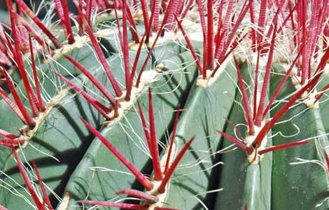 仙人球怎么养长得快 仙人球怎么养长得快一点