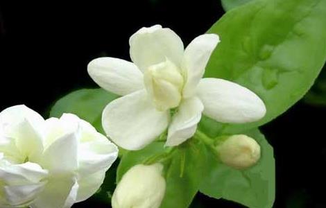 茉莉花扦插繁殖方法 茉莉花如何扦插?