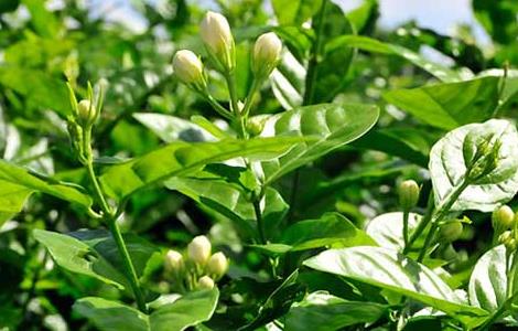 茉莉花的修剪方法