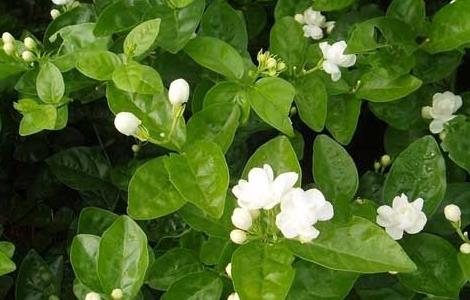 茉莉花有毒吗（鸳鸯茉莉花有毒吗）