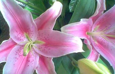 百合花的花期是什么时候（百合花的花期是什么时候开始）