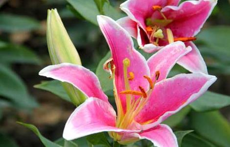 百合花的花期是什么时候