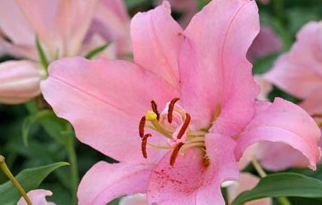 百合花的花期是什么时候