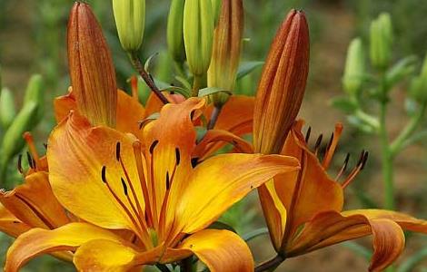 盆栽百合花怎么养（冬季盆栽百合花怎么养）