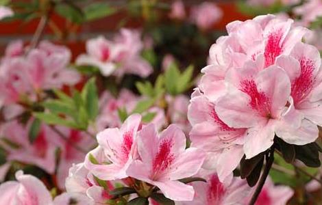 杜鹃花的产地分布 杜鹃花的产地分布地图