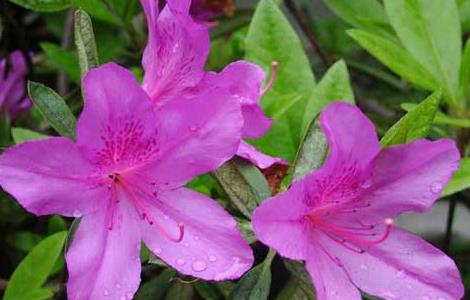 杜鹃花的花语和传说(杜鹃花的花语是啥)