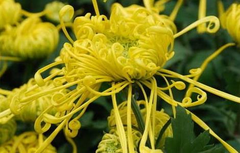 菊花的生长习性 菊花生长特征