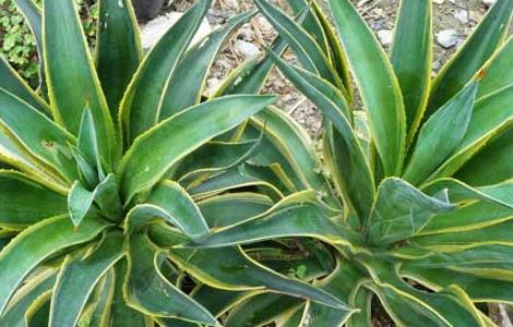 龙舌兰的养殖方法（龙舌兰的养殖方法和注意事项红）