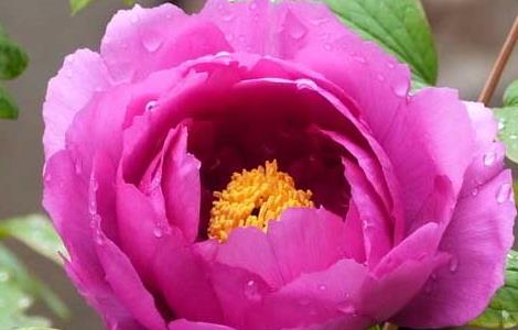 牡丹花怎么养 牡丹如何盆栽