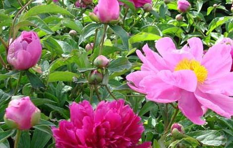 牡丹花下死做鬼也风流的意思和故事（牡丹花下死做鬼也风流谁说的）